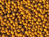 Buy Ripe Soybeans at AllPosters.com