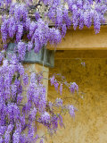 Wisteria Blooming in Spring, Sonoma Valley, California, USA