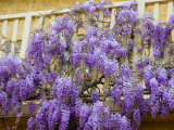 Wisteria Blooming in Spring, Sonoma Valley, California, USA