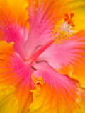 Pink and Yellow Hibiscus, San Francisco, California, USA