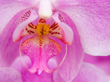 Pink Orchid in the Phalaenopsis Family, San Francisco, CA USA