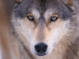 Buy Gray Wolf in the Foothills of the Takshanuk Mountains, Alaska, USA at AllPosters.com