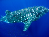 Whale Shark, Galapagos Islands National Park, Ecuador
