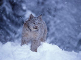 Buy Lynx in the Snowy Foothills of the Takshanuk Mountains, Alaska, USA at AllPosters.com