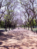 Jacarandas Trees Bloom in City Parks, Parque 3 de Febrero, Palermo, Buenos Aires, Argentina