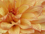 Dahlia Flower with Pedals Radiating Outward, Sammamish, Washington, USA