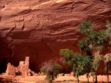 Buy Anasazi Antelope House Ruin and Cottonwood Trees, Canyon de Chelly National Monument, Arizona, USA at AllPosters.com