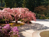 Cherry Tree Blossoms Over Rock Garden in the Japanese Gardens, Washington Park, Portland, Oregon