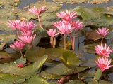 Pink Lotus Flower in the Morning Light, Thailand