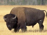 Buy Bison Bull Grazes in a Meadow in Yellowstone National Park, Montana, USA at AllPosters.com