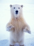 Polar Bear Standing on Pack Ice of the Arctic Ocean, Arctic National Wildlife Refuge, Alaska, USA
