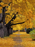 Autumn Maple Trees, Missoula, Montana, USA