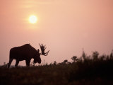 Buy Moose Bull with Antlers Silhouetted at Sunset, Smoke of Wildfires, Denali National Park, Alaska at AllPosters.com
