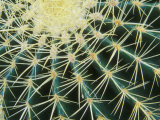 Buy Spine Pattern Detail of Golden Barrel, Cactaceae of Central Mexico at AllPosters.com