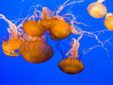 Sea Nettles, Monterey Bay Aquarium Display, Monterey, California, USA