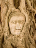 Buddha in Tree Ruts at Ayuthaya, Siam, Thailand