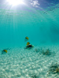 Buy Le Maitai Dream Fakarava Resort, Fakarava, Tuamotus, French Polynesia at AllPosters.com