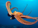 Day Octopus, near Kona, Big Island, Hawaii, USA