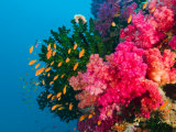 Buy Multicolor Soft Corals, Coral Reef, Bligh Water Area, Viti Levu, Fiji Islands, South Pacific at AllPosters.com