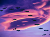 Sandhill Cranes in Flight and Lenticular Cloud Formation over Mt. Shasta, California