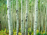 Bigtooth Aspen Trees in White River National Forest near Aspen, Colorado, USA