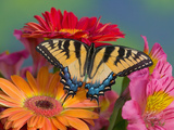 Eastern Tiger Swallowtail Female on Gerber Daisies, Sammamish, Washington, USA
