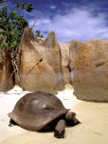 Buy Aldabran Giant Tortoise, Curieuse Island, Seychelles, Africa at AllPosters.com