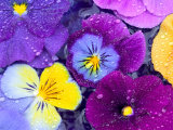 Pansy Flowers Floating in Bird Bath with Dew Drops, Sammamish, Washington, USA