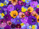 Pansy Flowers Floating in Bird Bath with Dew Drops, Sammamish, Washington, USA