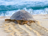 Loggerhead Turtle, Nagata, Kagoshima, Yakushima, Japan