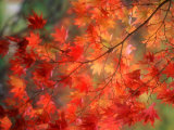Fall Maple Leaves