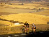 Road Cyclists Biking Through Wheat Harvest, near Pullman, Washington, USA