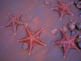 Buy Sea Stars on Red Sandy Beach, Rabida Island, Galapagos Islands, Ecuador at AllPosters.com
