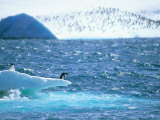 Adelie Penguin Strolls across Rocky Beach, Antarctic Peninsula