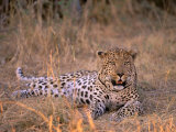 Leopard, Okavango Delta, Botswana