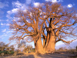 Baobab, Okavango Delta, Botswana