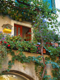Grape Arbor and Flowers, Lake Garda, Malcesine, Italy