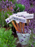 Buy Lavender Stakes with Names and Lavender in Pots, Washington, USA at AllPosters.com