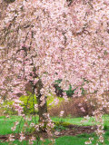 Buy Flowering Cherry Tree, Seattle Arboretum, Washington, USA at AllPosters.com