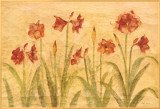 Row of Red Amaryllis