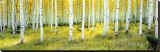 Buy Ashley National Forest at AllPosters.com