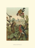 Finches
