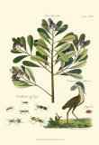 Buy Naturalist Study II at AllPosters.com
