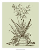 Buy Vintage Aloe III at AllPosters.com