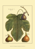 Fig Leaf II