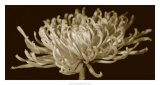 Mammoth Mums II