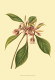 Buy Tropical Ambrosia III at AllPosters.com