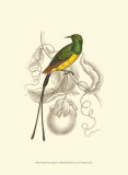 Buy Jardine Hummingbird I at AllPosters.com