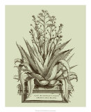 Buy Vintage Aloe IV at AllPosters.com