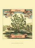 Thyme